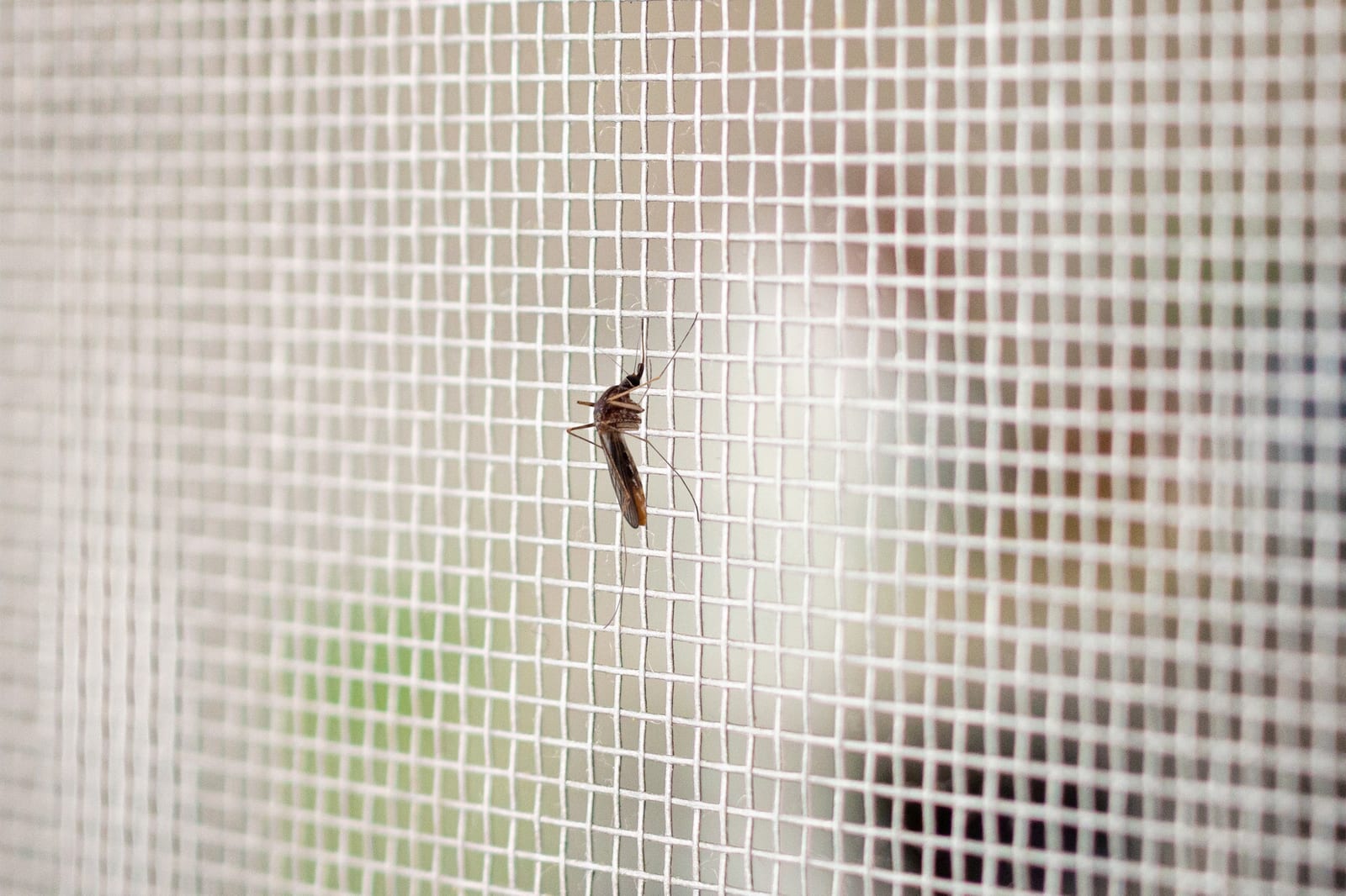 Porta com Tela Mosquiteira — Linha Premium instalada em vão de janela no Rio de Janeiro